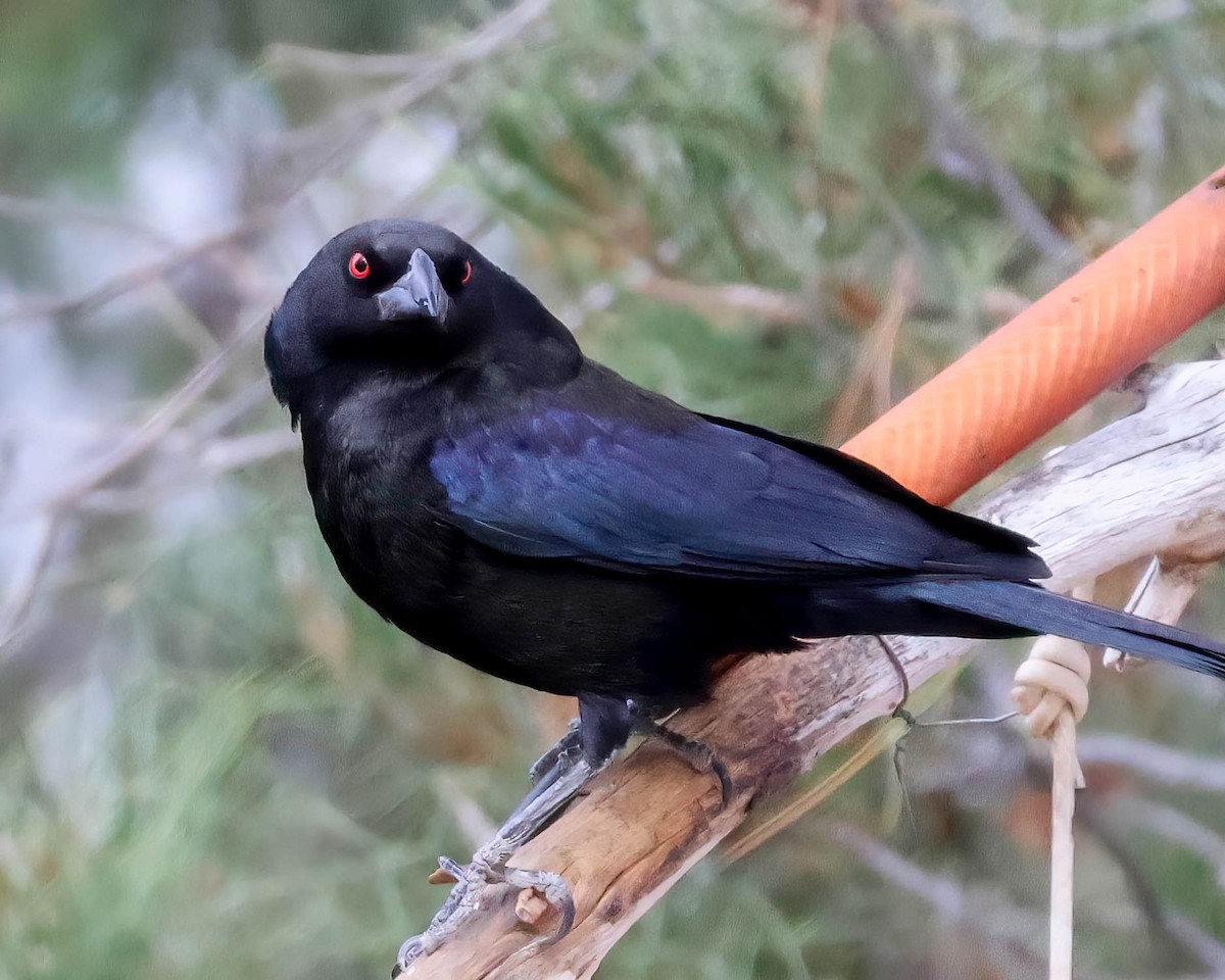 Bronzed Cowbird - Sue Smith