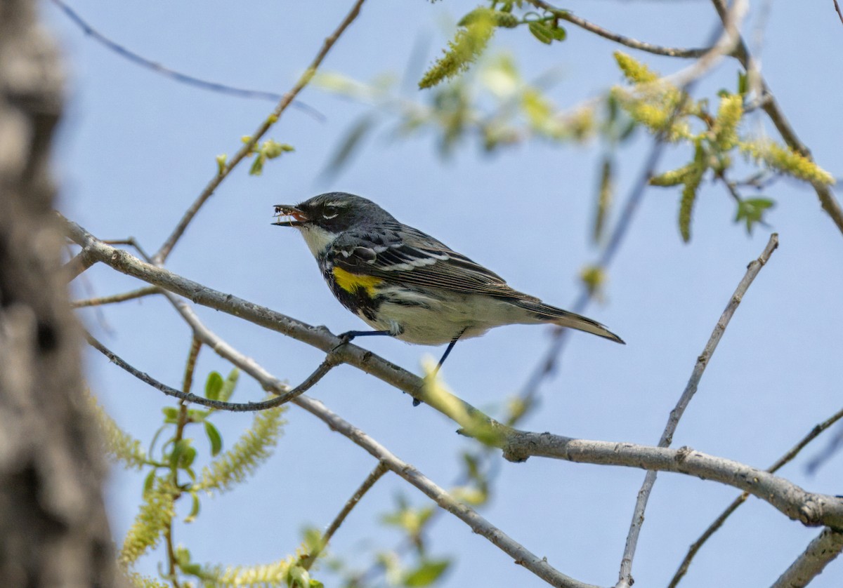 Yellow-rumped Warbler - Tony Peterson