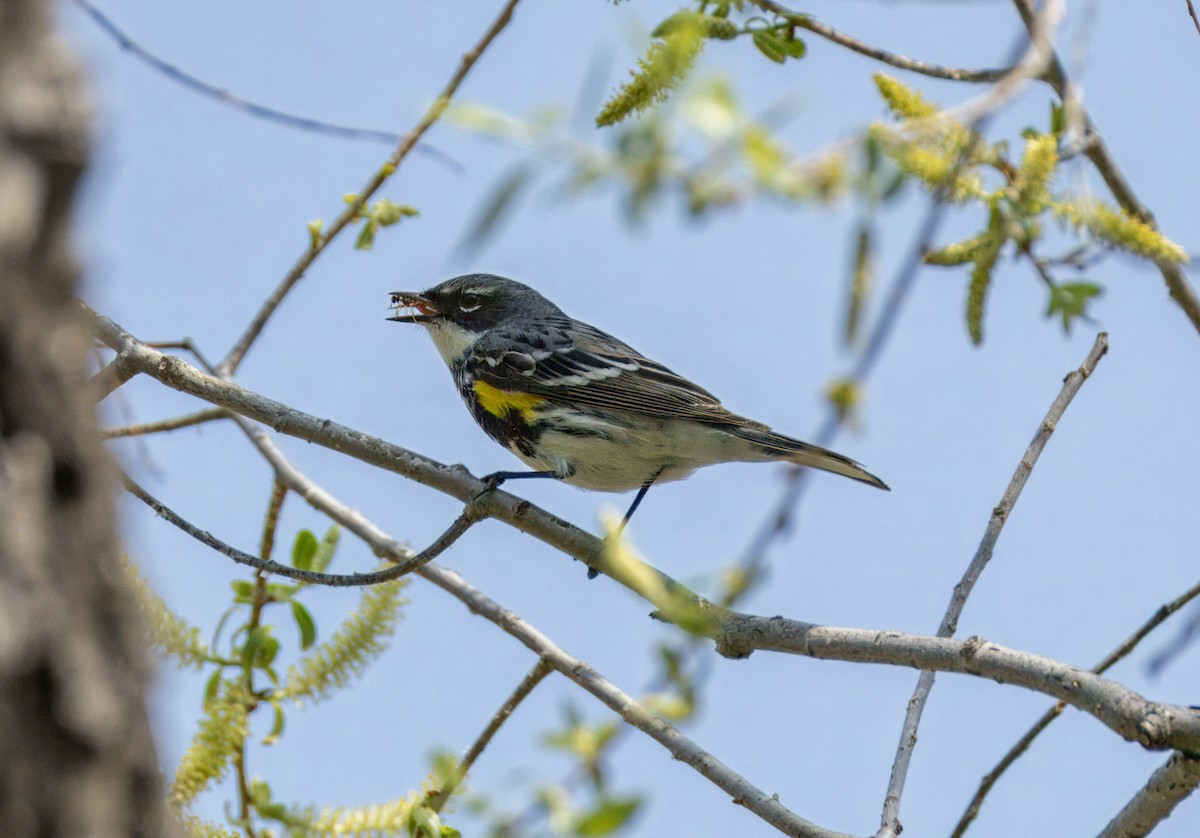 Yellow-rumped Warbler - ML619595600