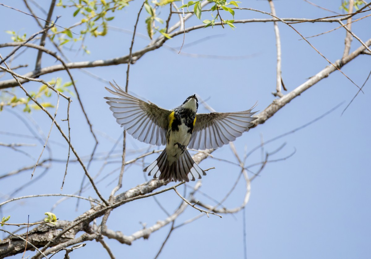 Yellow-rumped Warbler - Tony Peterson