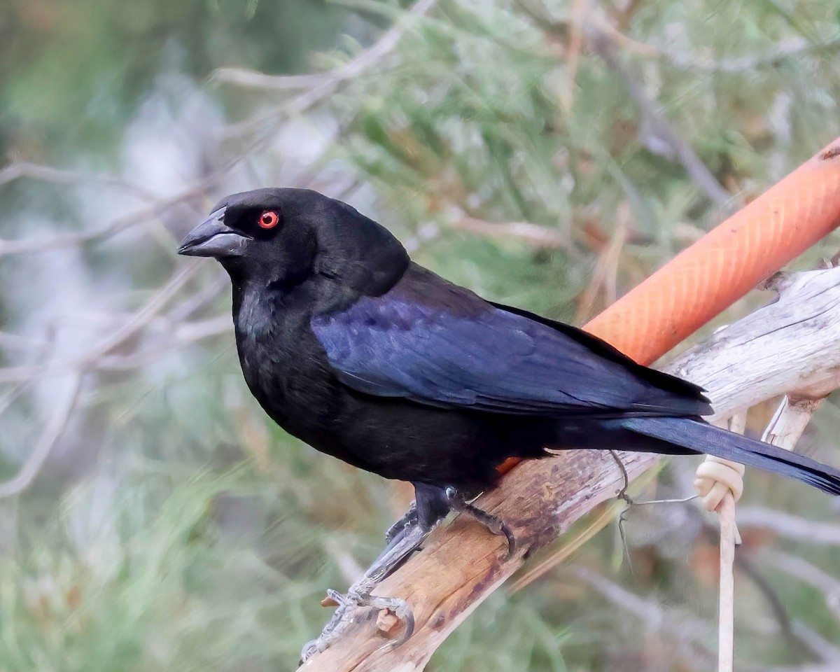 Bronzed Cowbird - Sue Smith