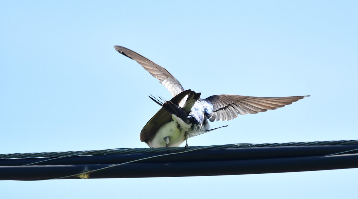 Tree Swallow - Monique Maynard