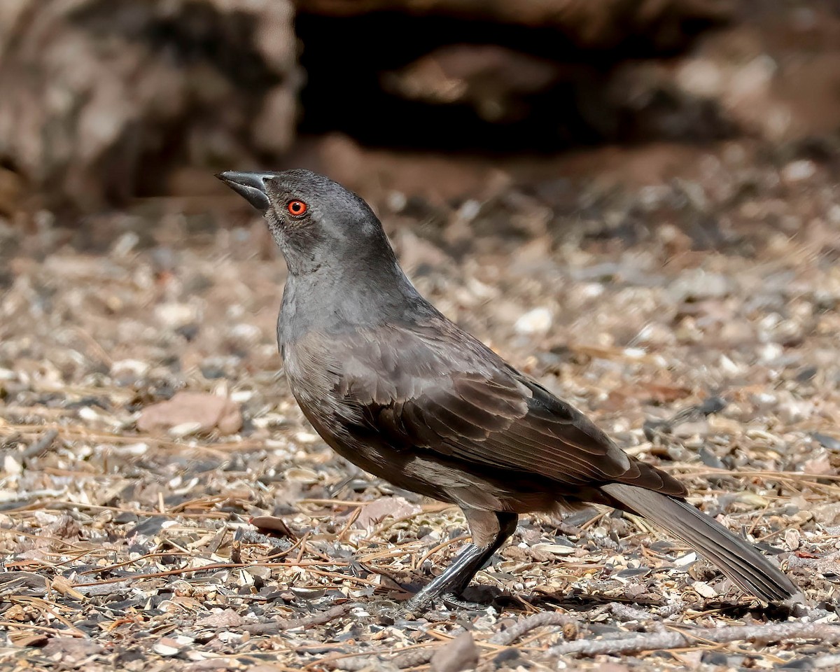 Bronzed Cowbird - Sue Smith