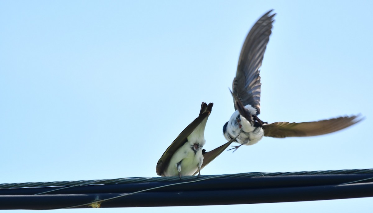 Tree Swallow - Monique Maynard