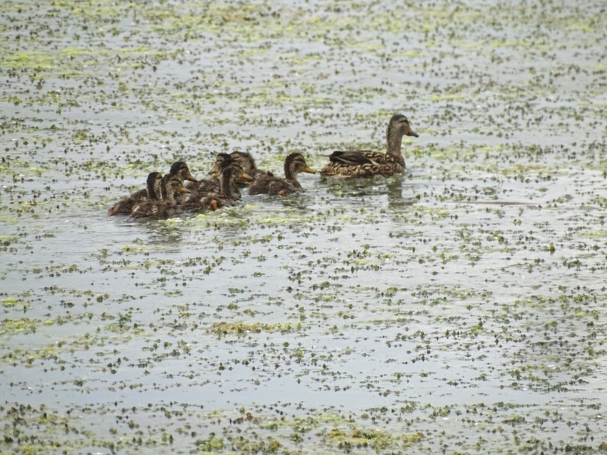 Mallard - Susan Evanoff