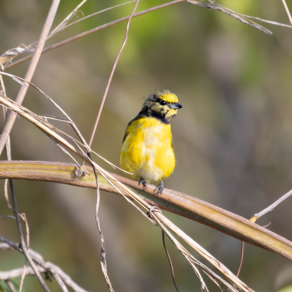 Purple-throated Euphonia - Katia Oliveira