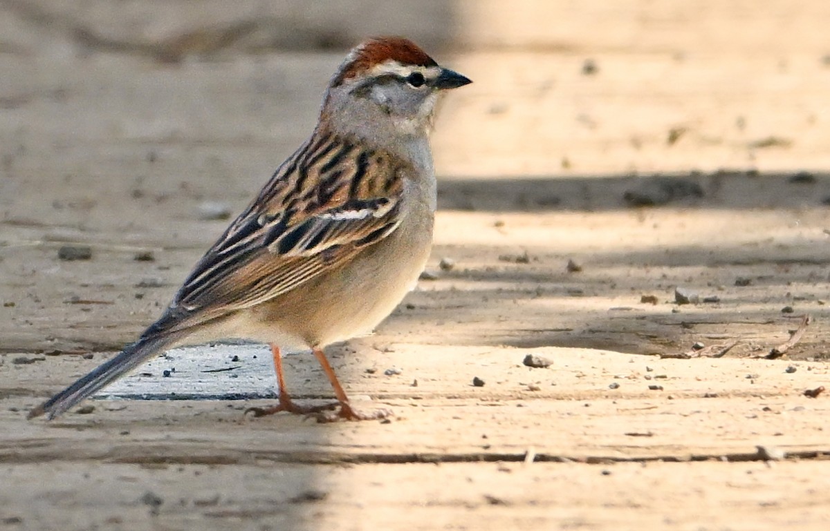 Chipping Sparrow - Wayne Oakes