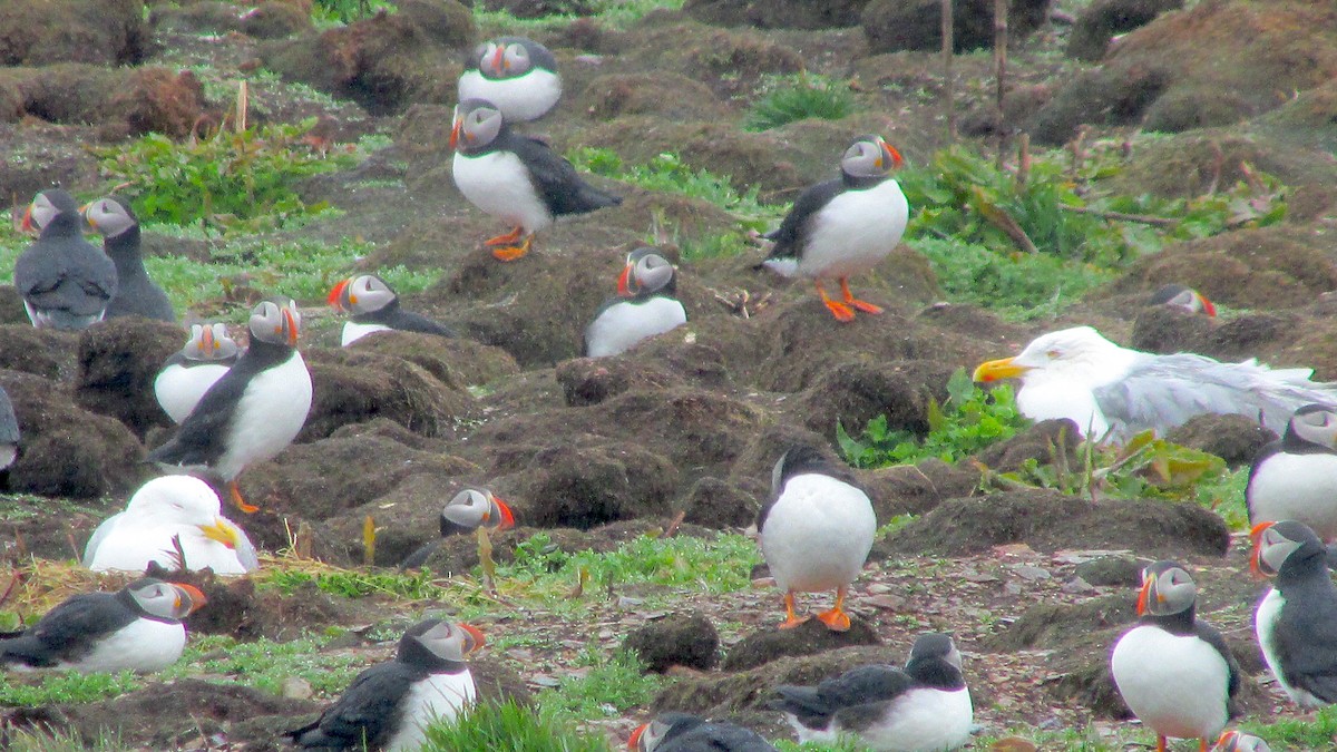 Atlantic Puffin - Ryan Larson