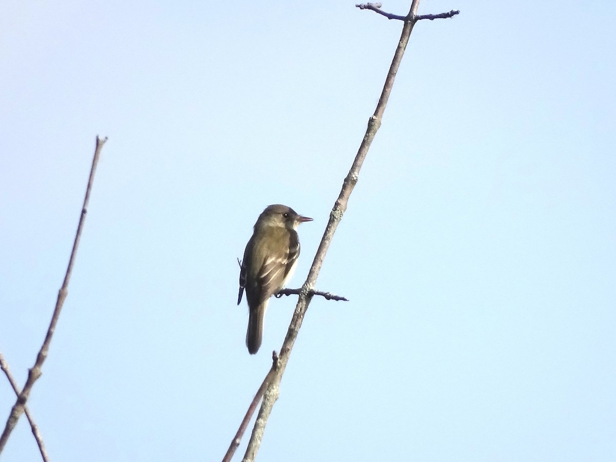 Willow Flycatcher - Susan Evanoff