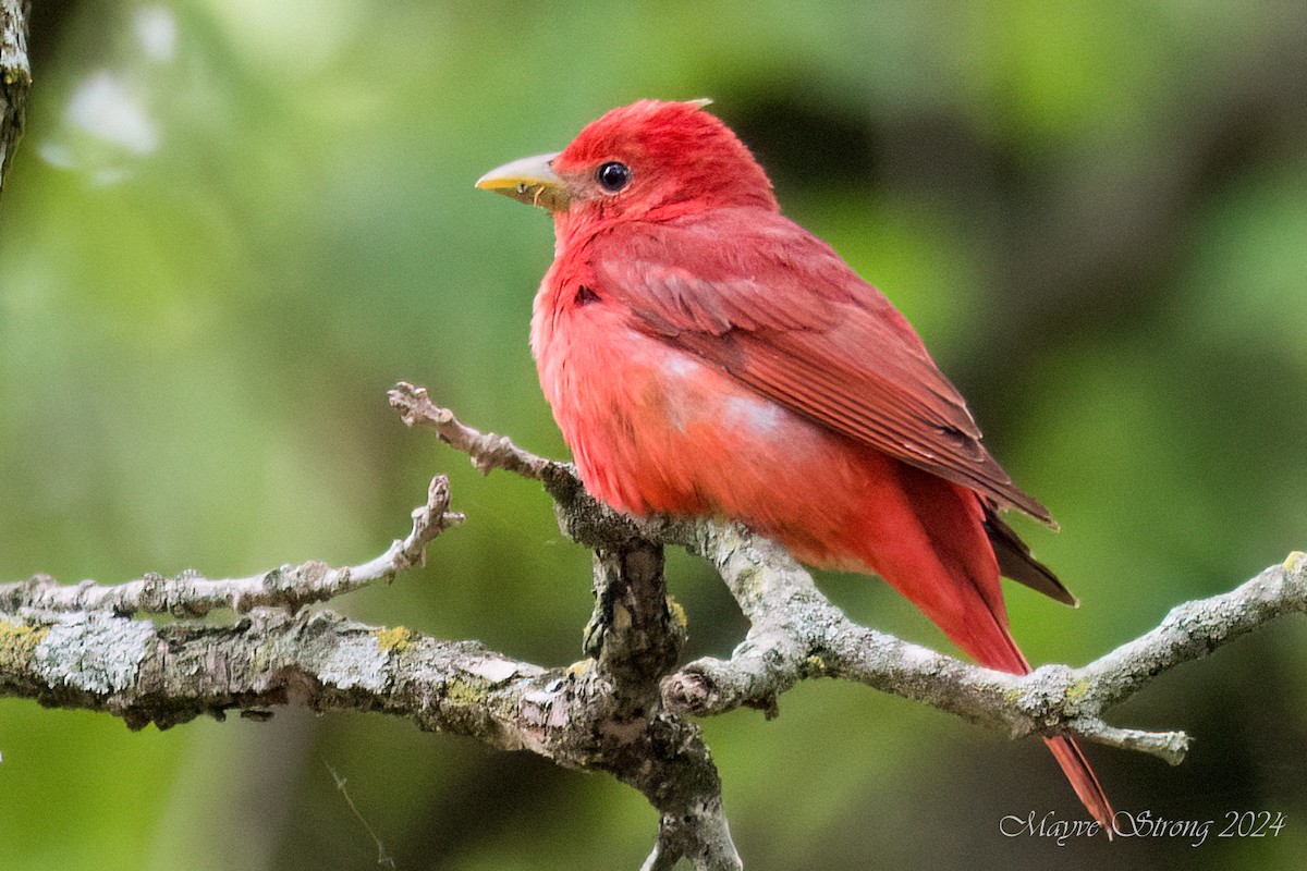 Summer Tanager - Mayve Strong