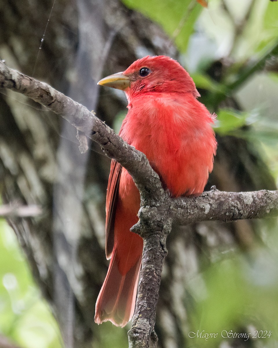 Summer Tanager - Mayve Strong