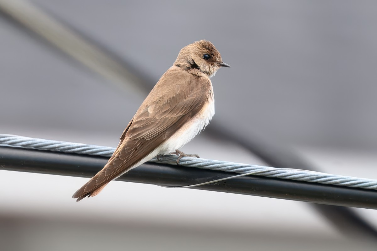 Northern Rough-winged Swallow - Duncan Todd