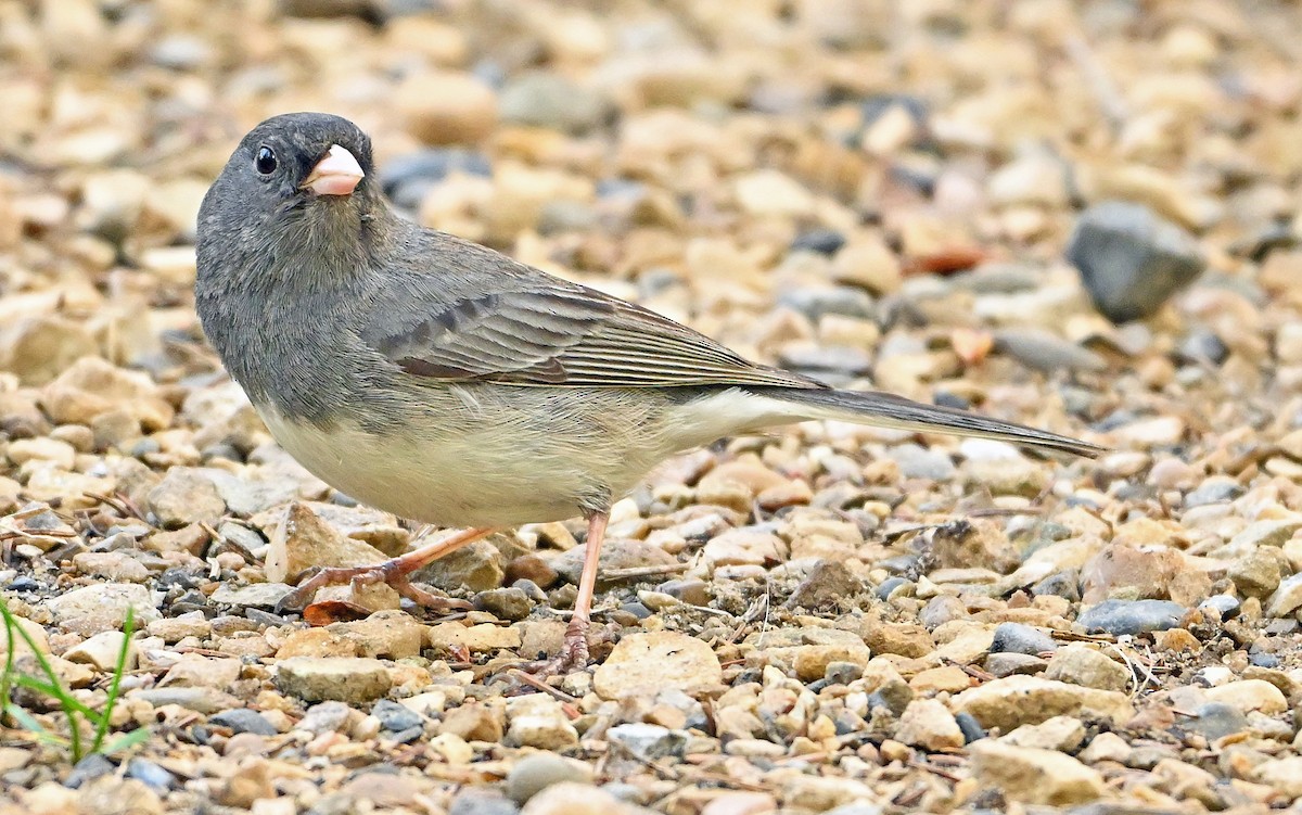 Dark-eyed Junco (Slate-colored) - Wayne Oakes