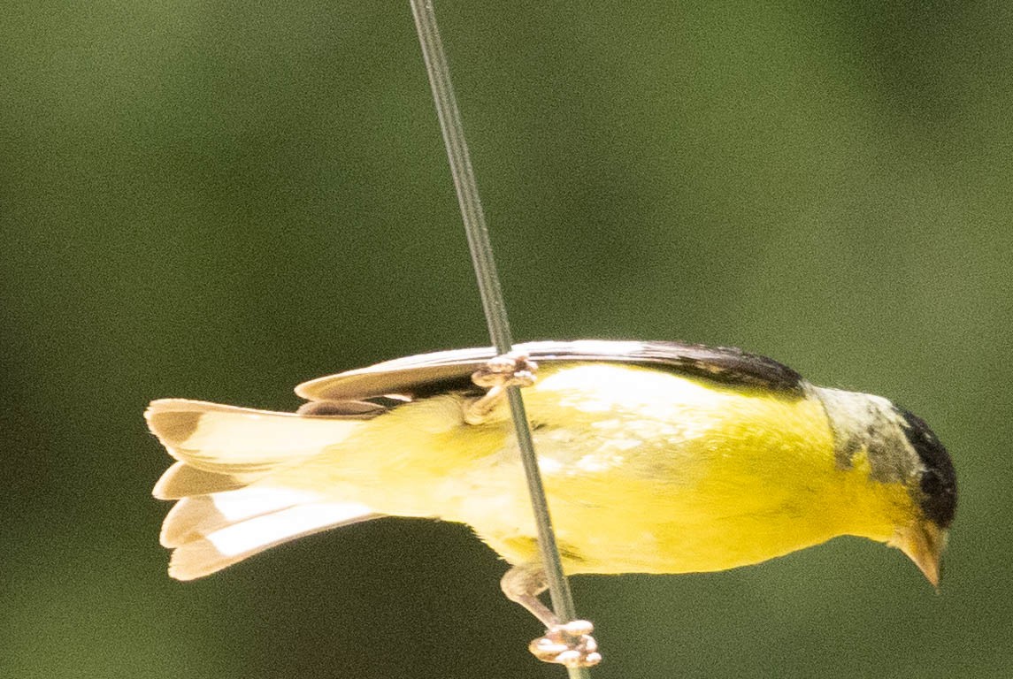 Lesser Goldfinch - Allan Spradling