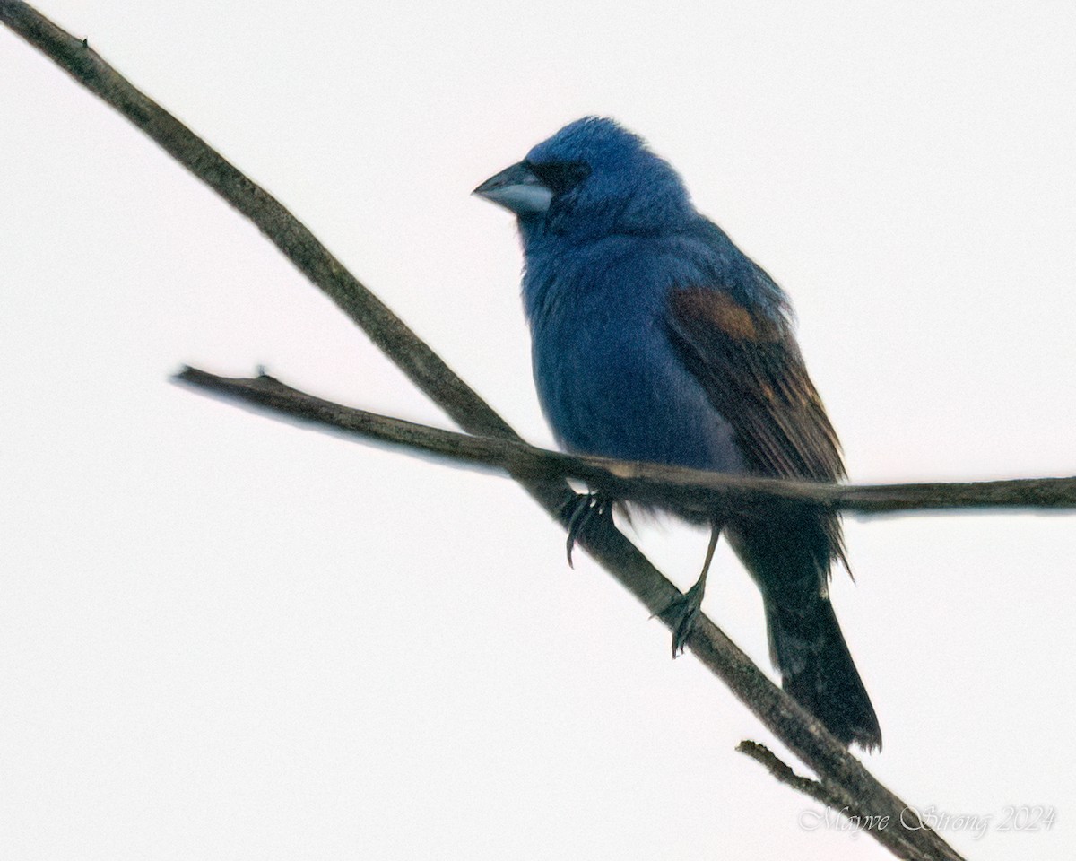 Blue Grosbeak - Mayve Strong