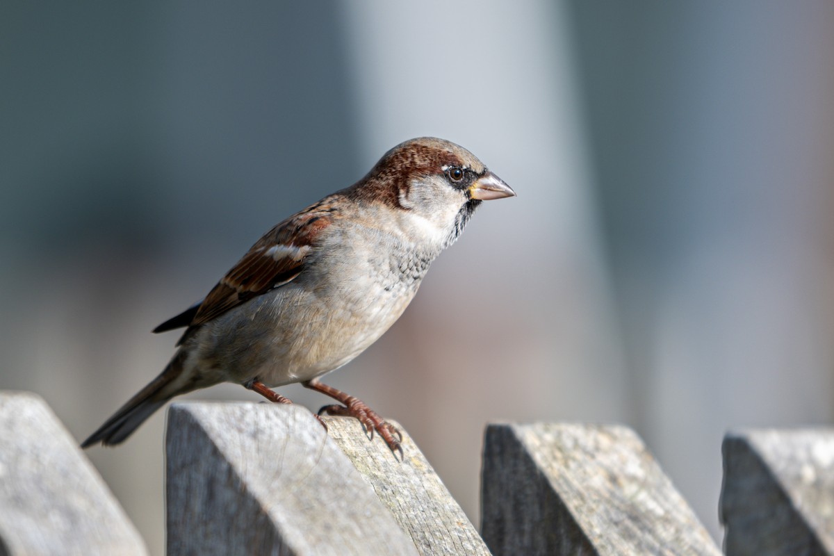House Sparrow - Balaji P B
