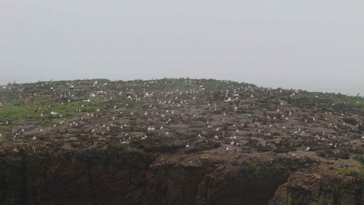 Atlantic Puffin - Ryan Larson