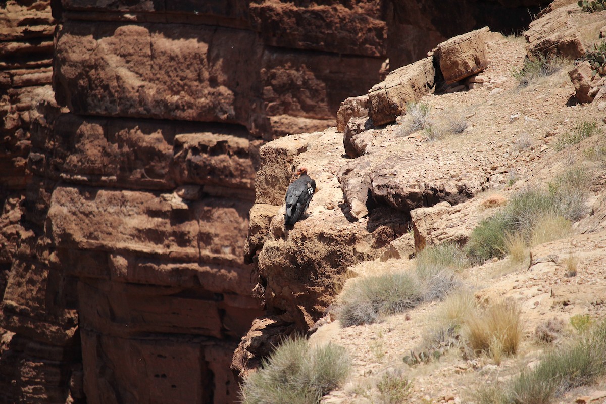 California Condor - ML619595661