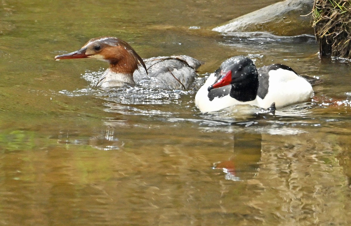 Common Merganser - Wayne Oakes