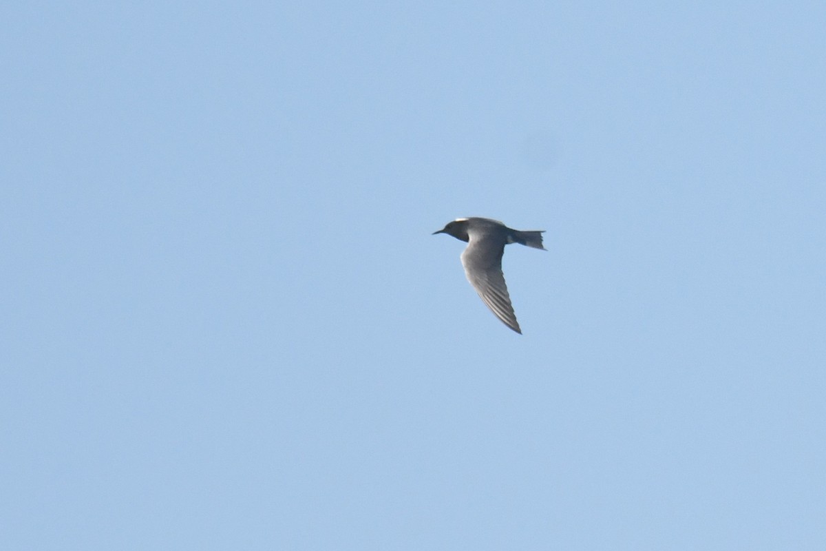 Black Tern - ML619595665