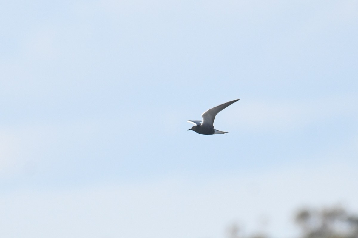 Black Tern - ML619595666