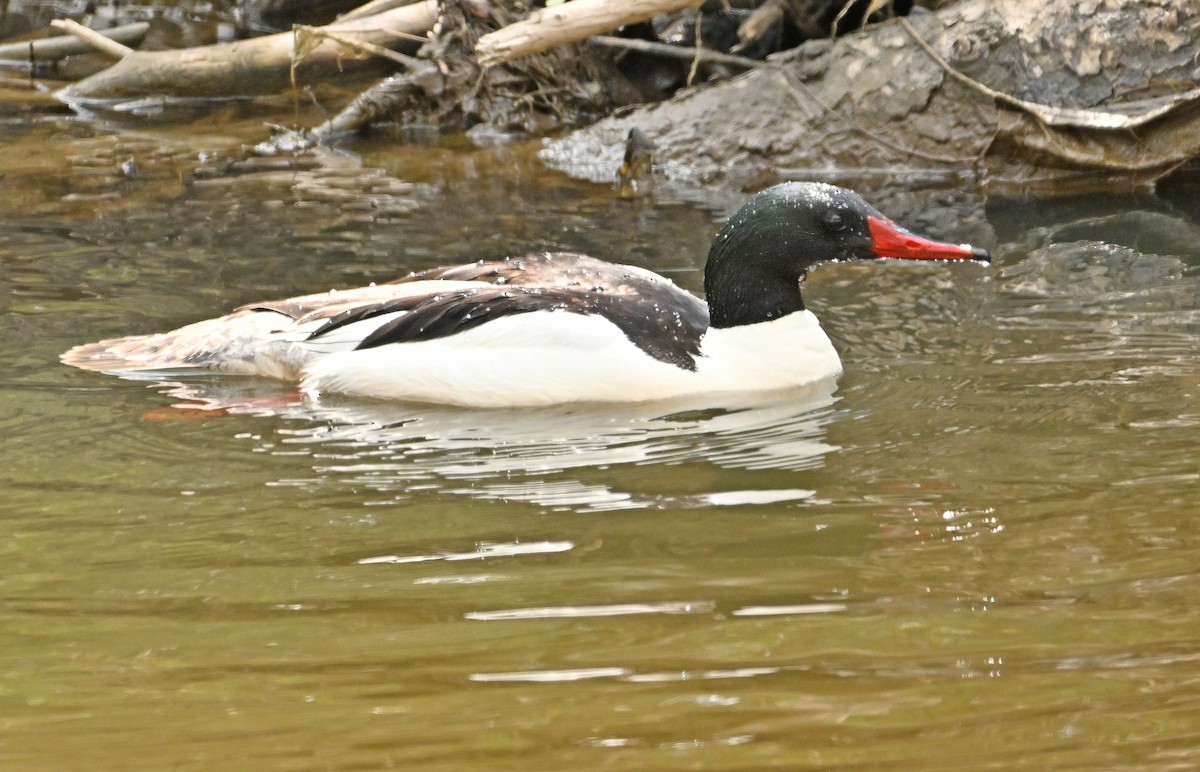 Common Merganser - Wayne Oakes