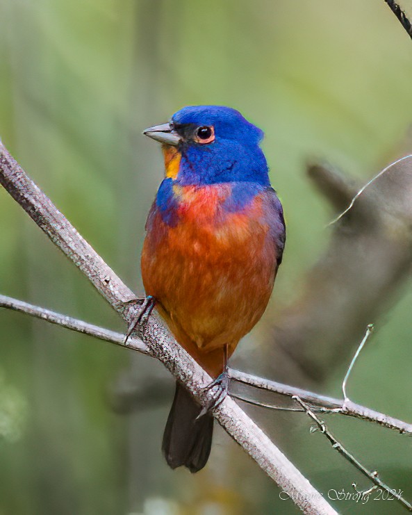 Painted Bunting - Mayve Strong