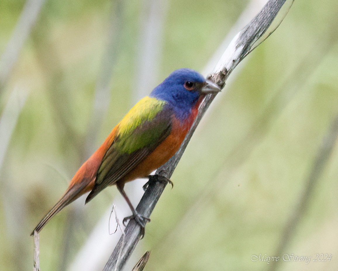 Painted Bunting - Mayve Strong