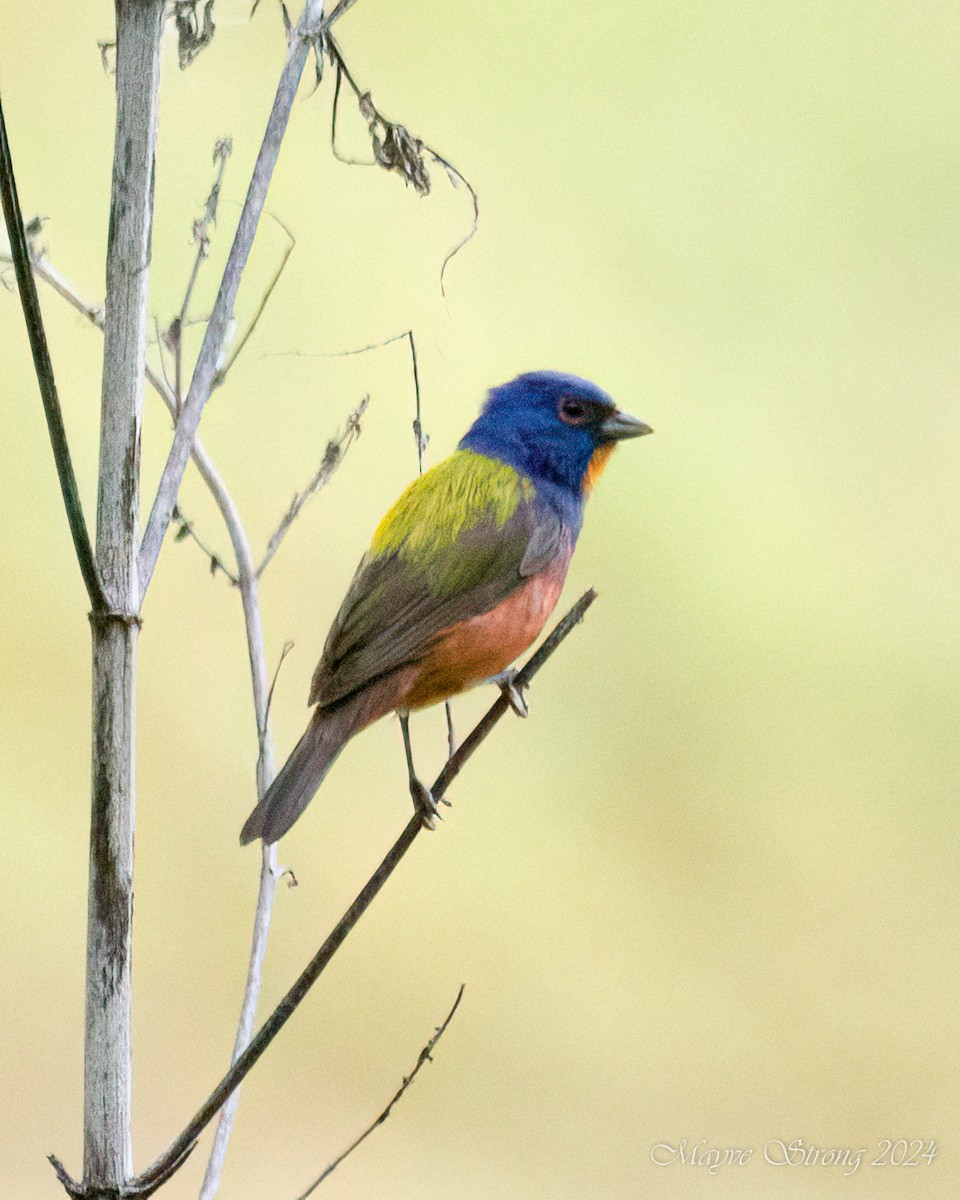 Painted Bunting - Mayve Strong