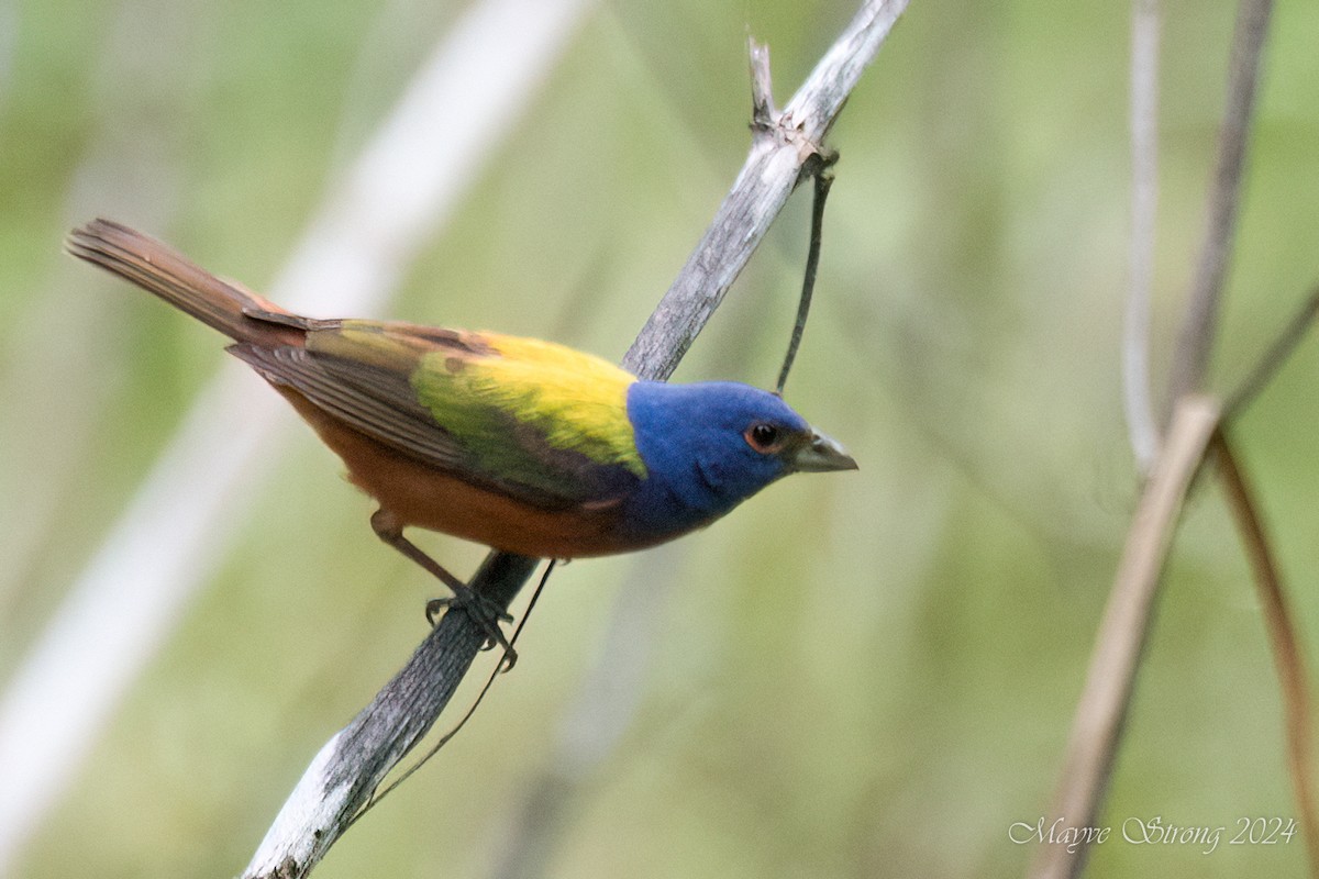 Painted Bunting - Mayve Strong