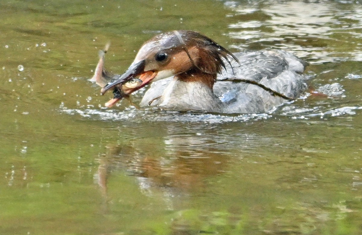 Common Merganser - Wayne Oakes