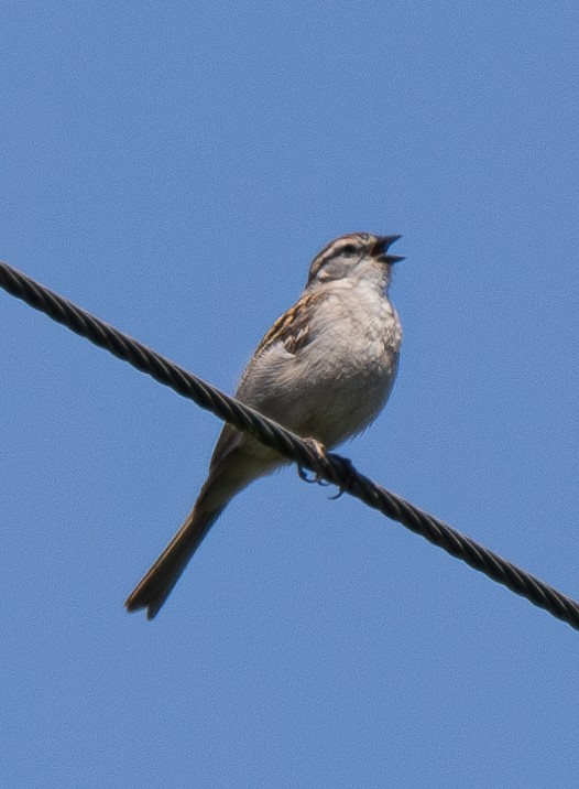 Chipping Sparrow - Elizabeth Crouthamel