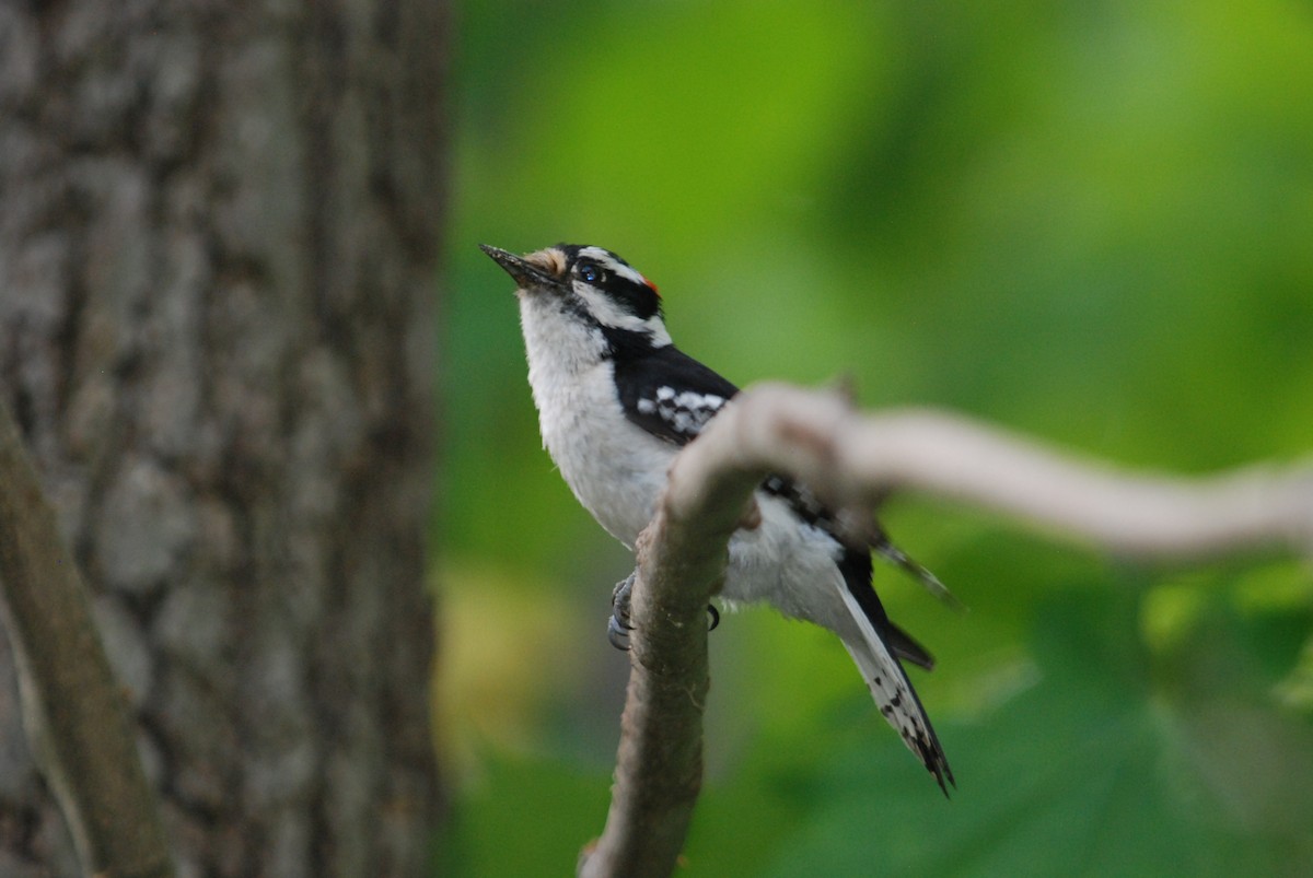 Downy Woodpecker - Sebastian Martinson