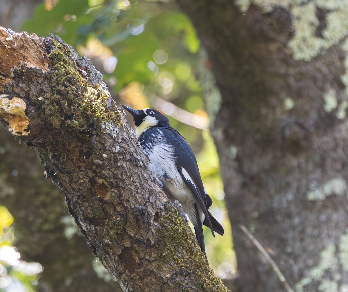 Acorn Woodpecker - Elizabeth Crouthamel