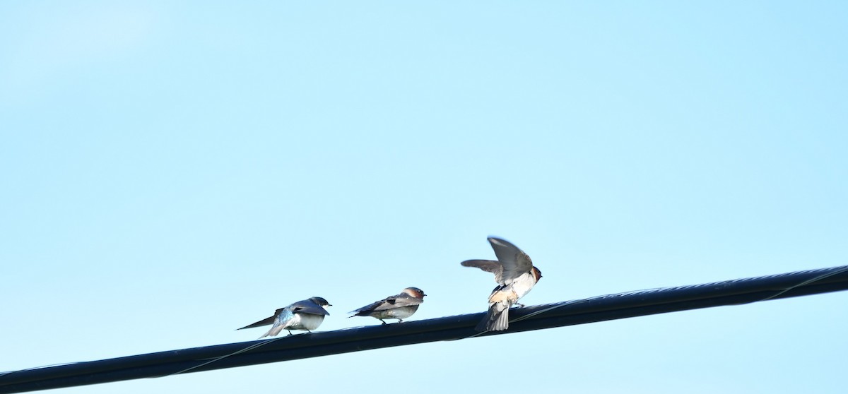 Barn Swallow - Monique Maynard