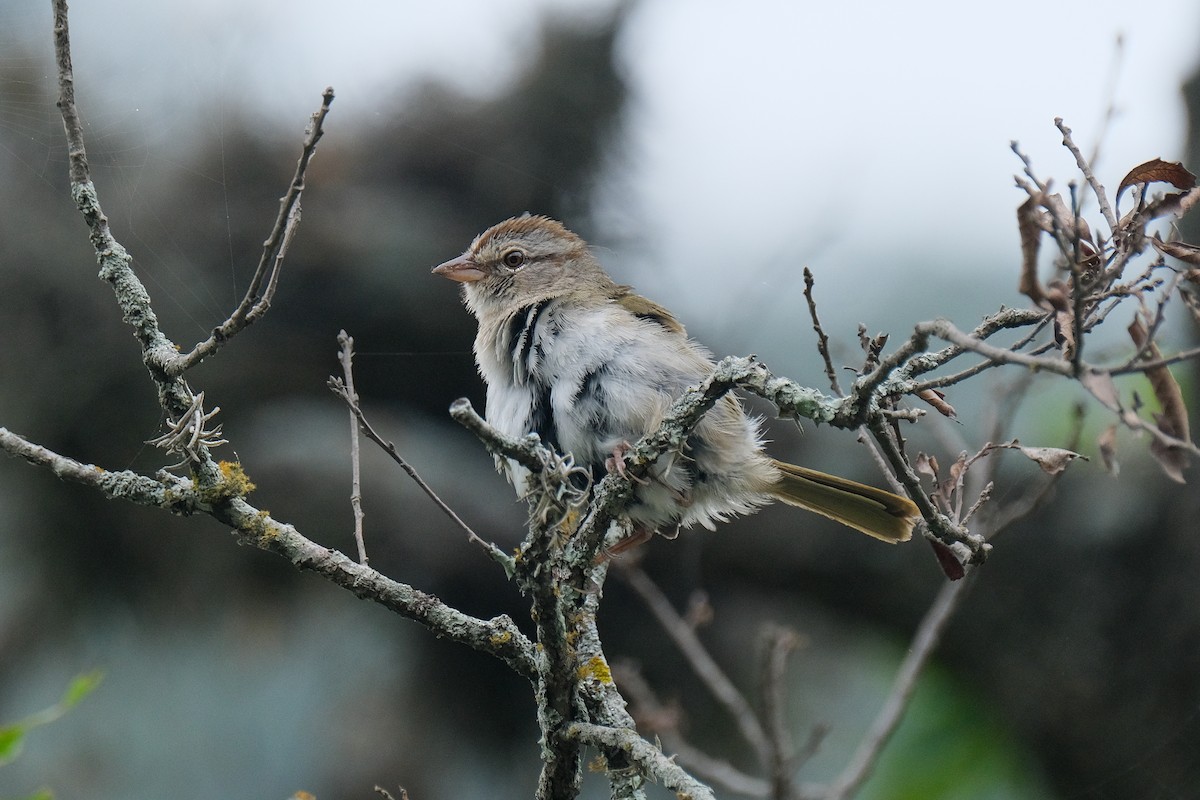 Olive Sparrow - James Smithers