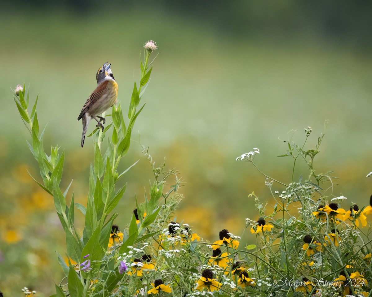 Dickcissel - Mayve Strong