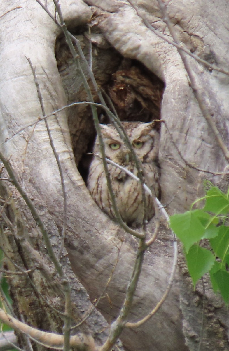 Eastern Screech-Owl - Renee Casias