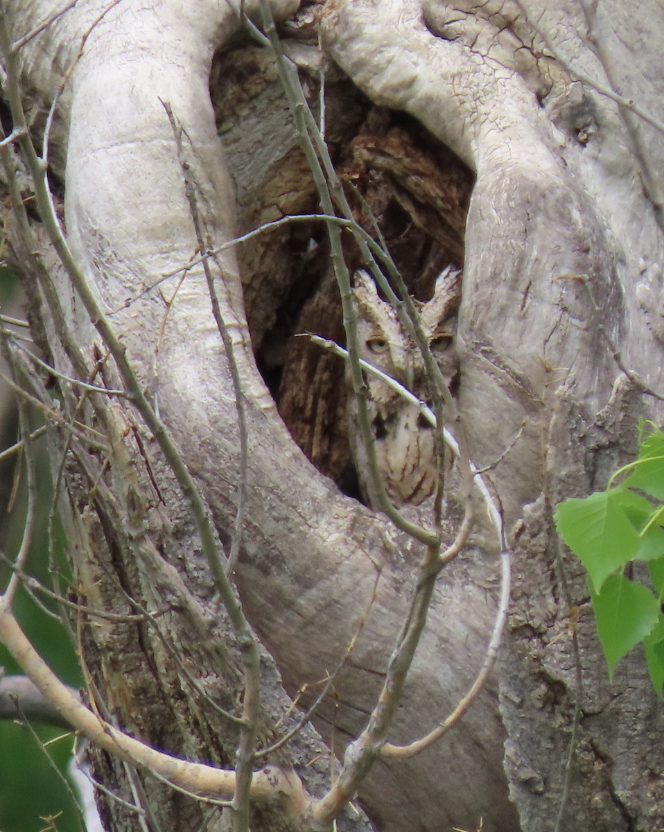 Eastern Screech-Owl - Renee Casias