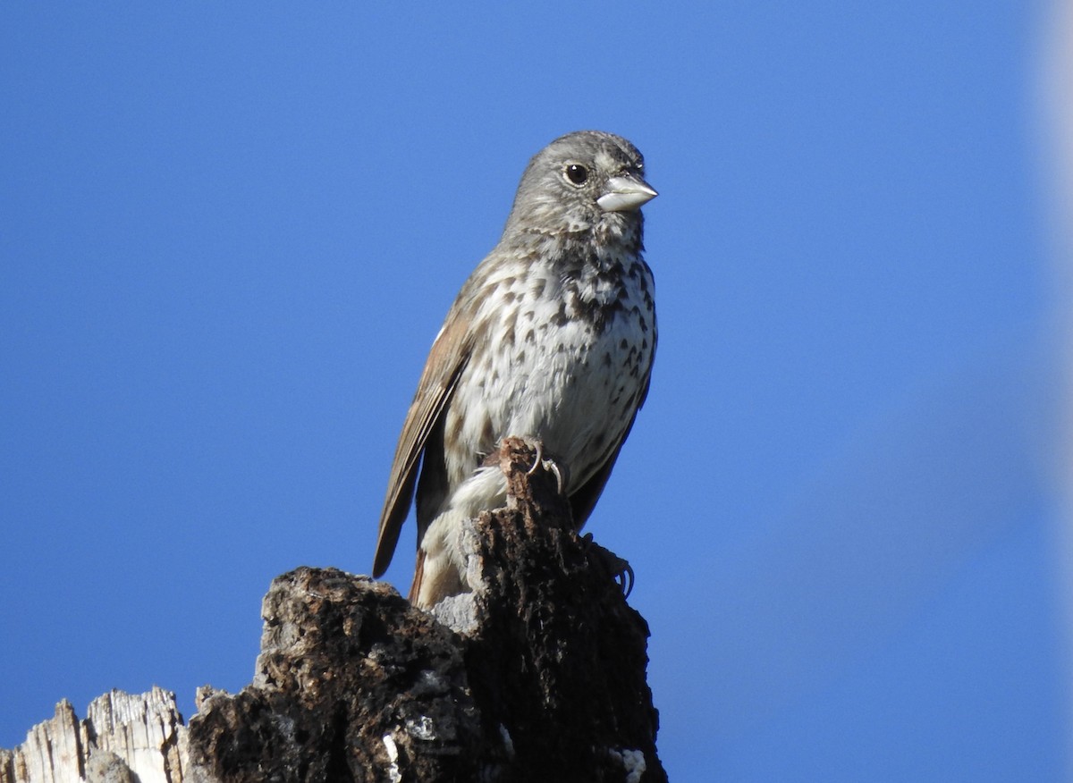 Fox Sparrow (Thick-billed) - ML619595702