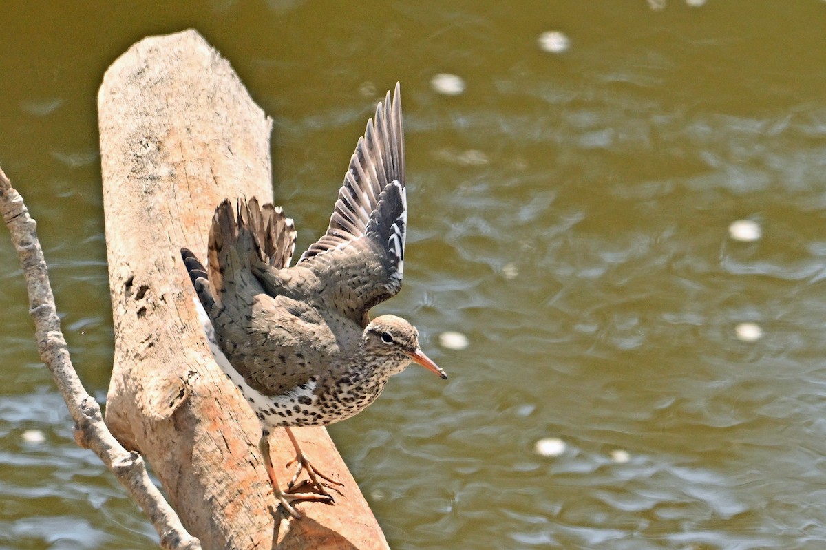 Spotted Sandpiper - Wayne Oakes