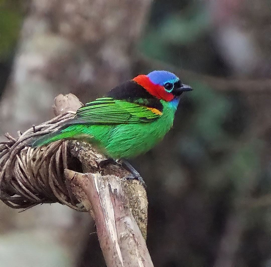 Red-necked Tanager - Henrique Heidi Horiyshi