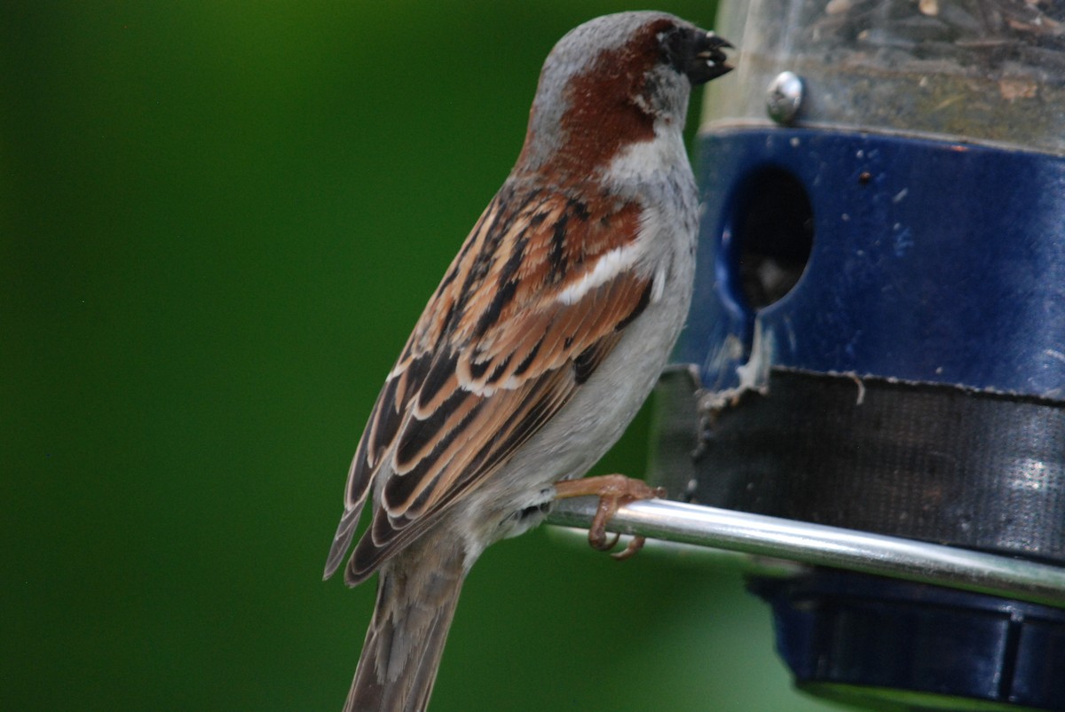 House Sparrow - Sebastian Martinson