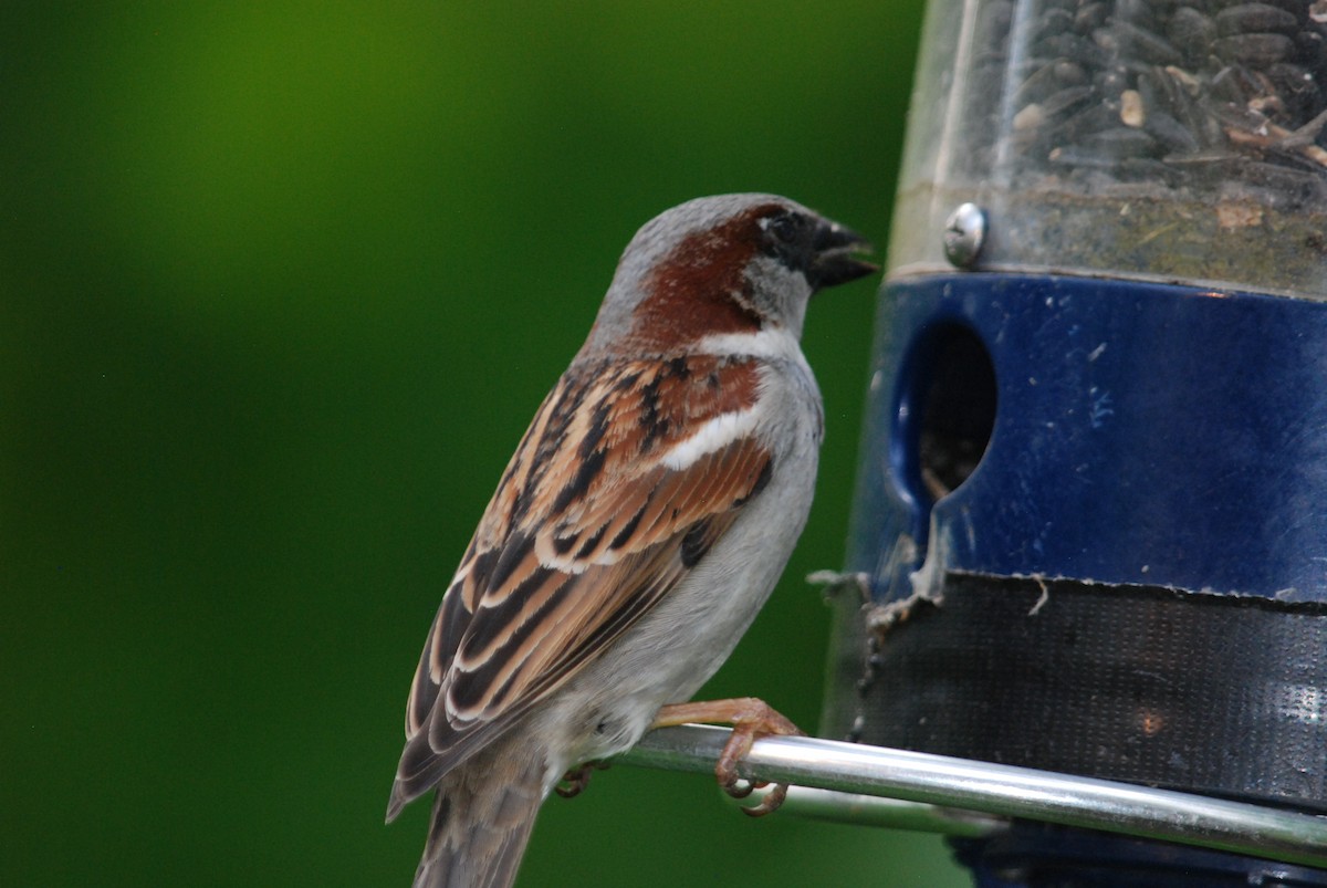 House Sparrow - Sebastian Martinson