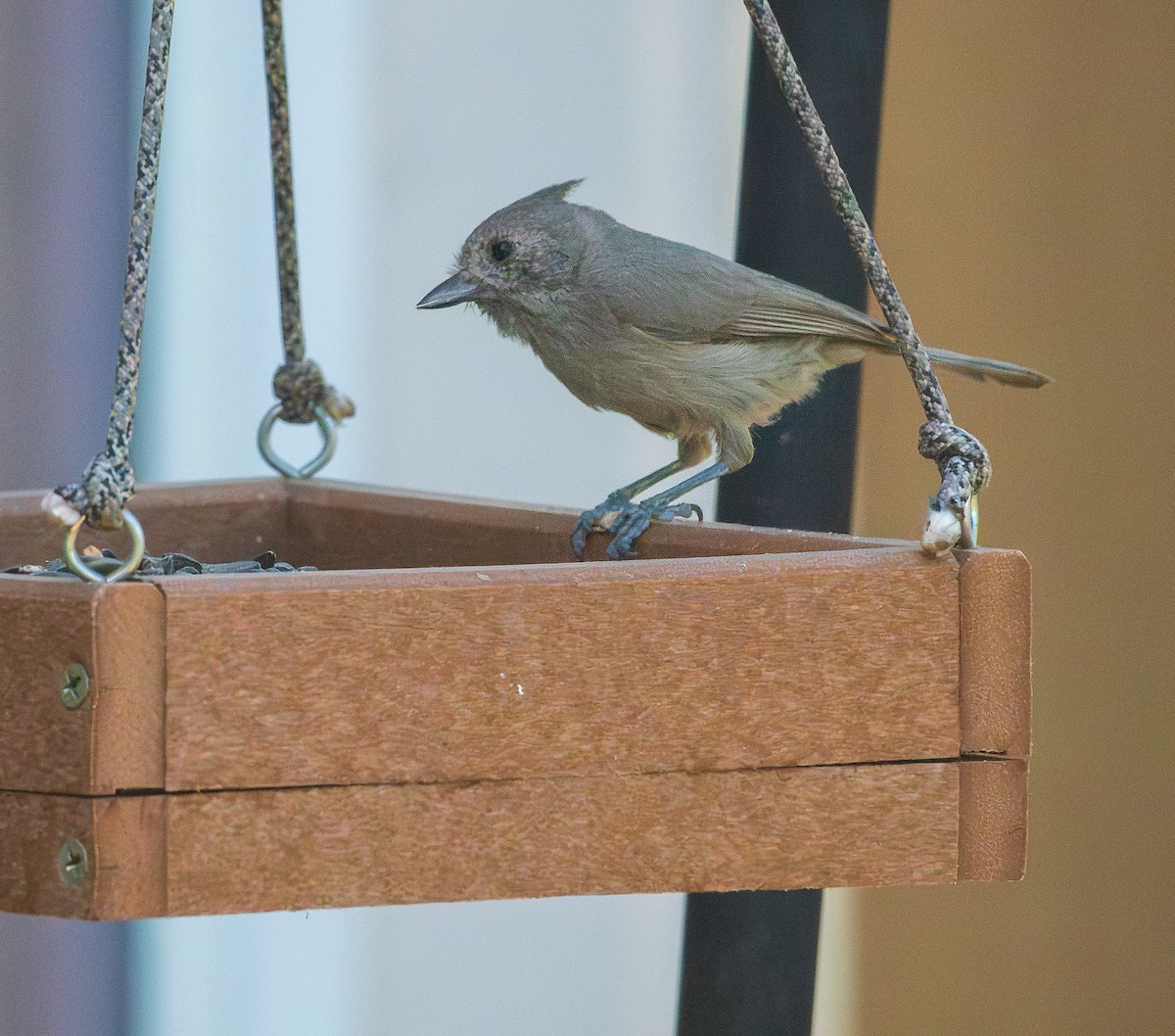 Juniper Titmouse - ML619595718