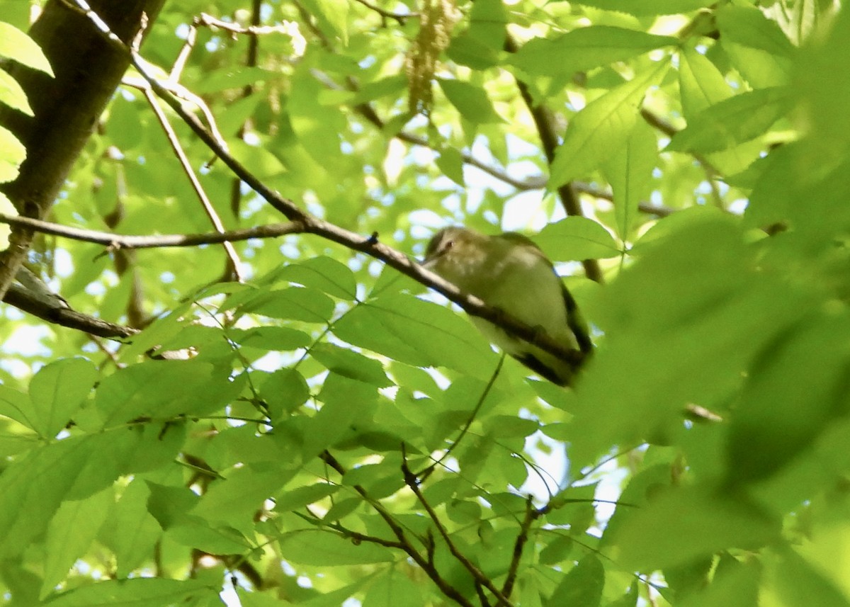 Red-eyed Vireo - Monica Rose