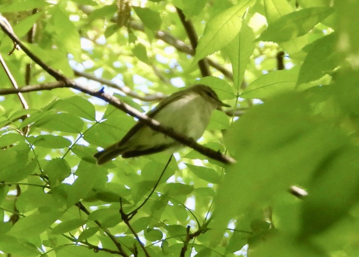 Red-eyed Vireo - Monica Rose