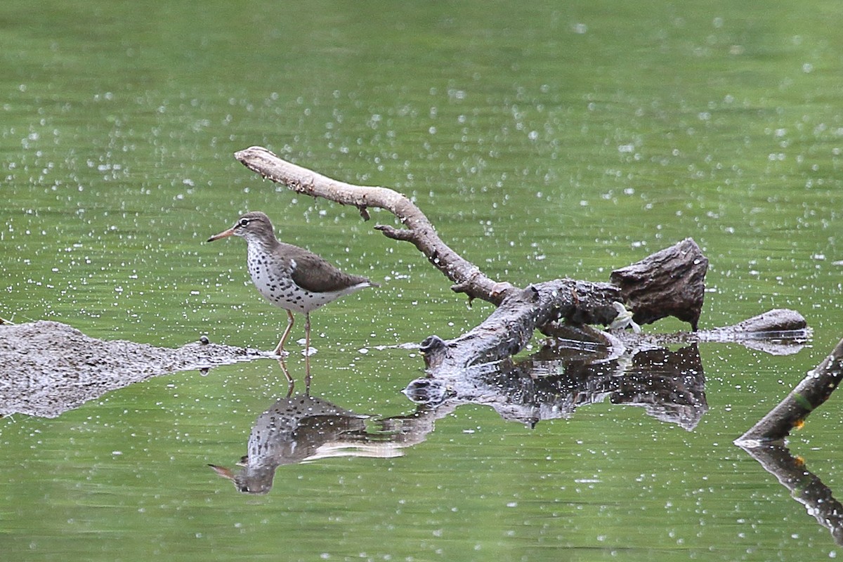 Spotted Sandpiper - Kathi Hoffman