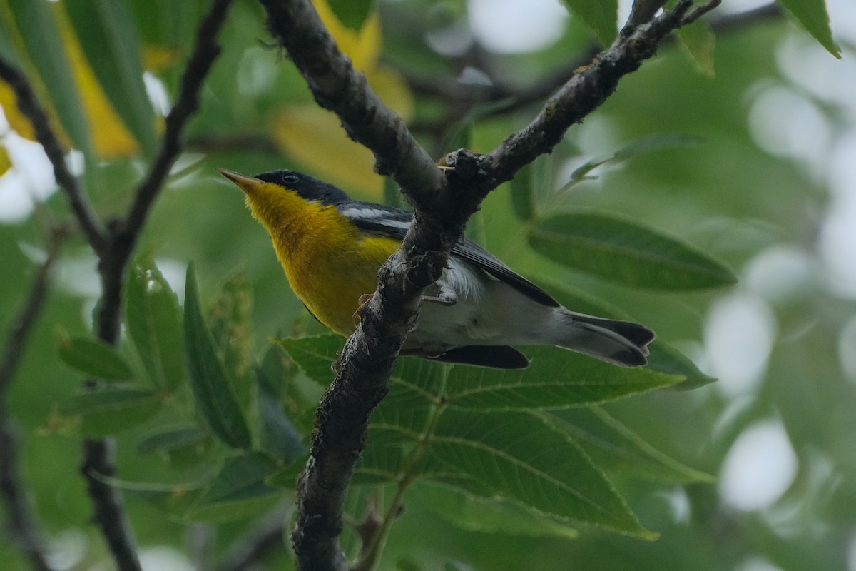 Tropical Parula - James Smithers