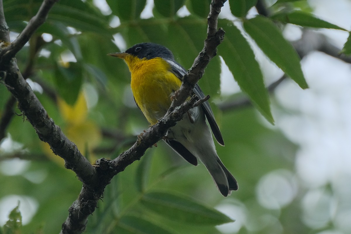 Tropical Parula - James Smithers